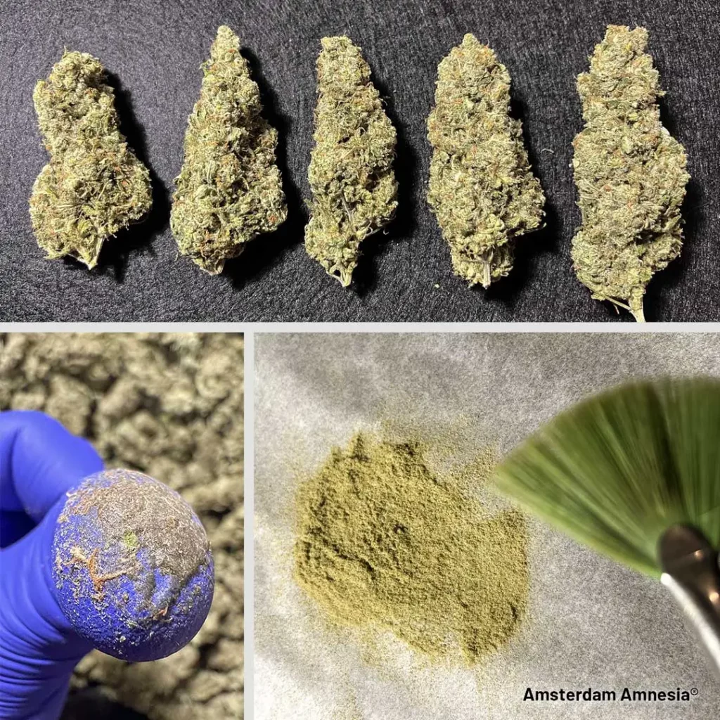 Amsterdam Amnesia trimmed buds and hash by DogDoctorOfficial