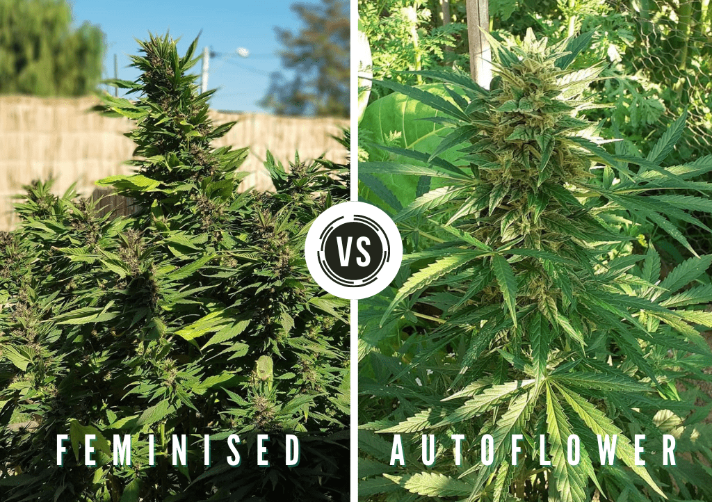 harvesting feminised vs autoflower