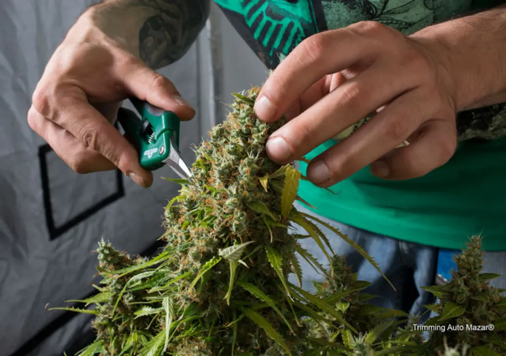 Auto Mazar post-harvest trimming