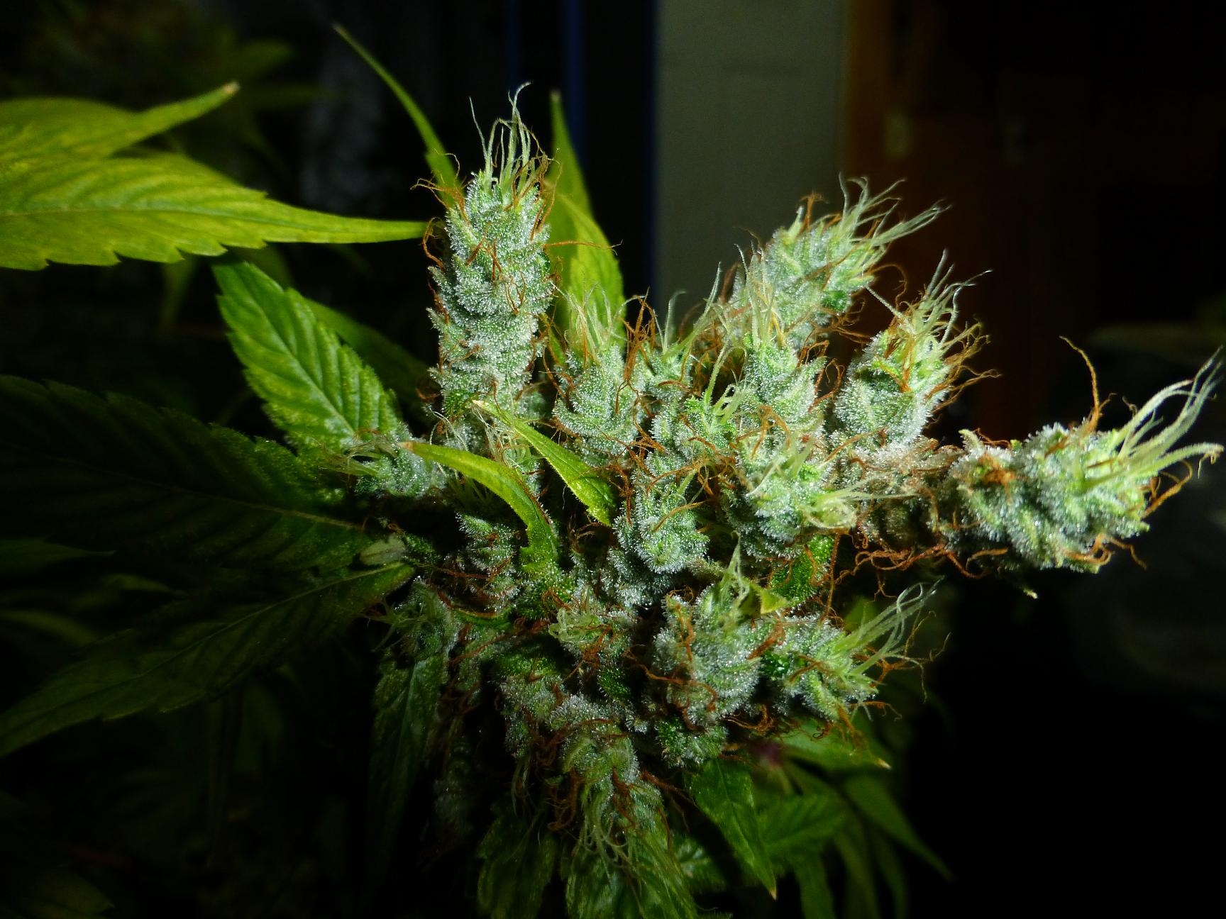 strawberry cough beautiful bud shot