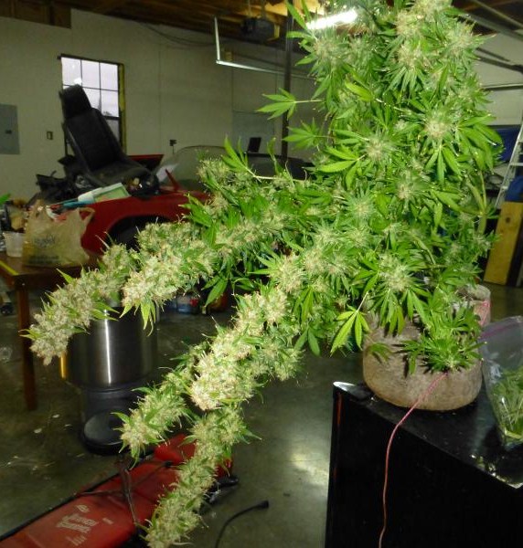 another white widow collapsing under her own weight