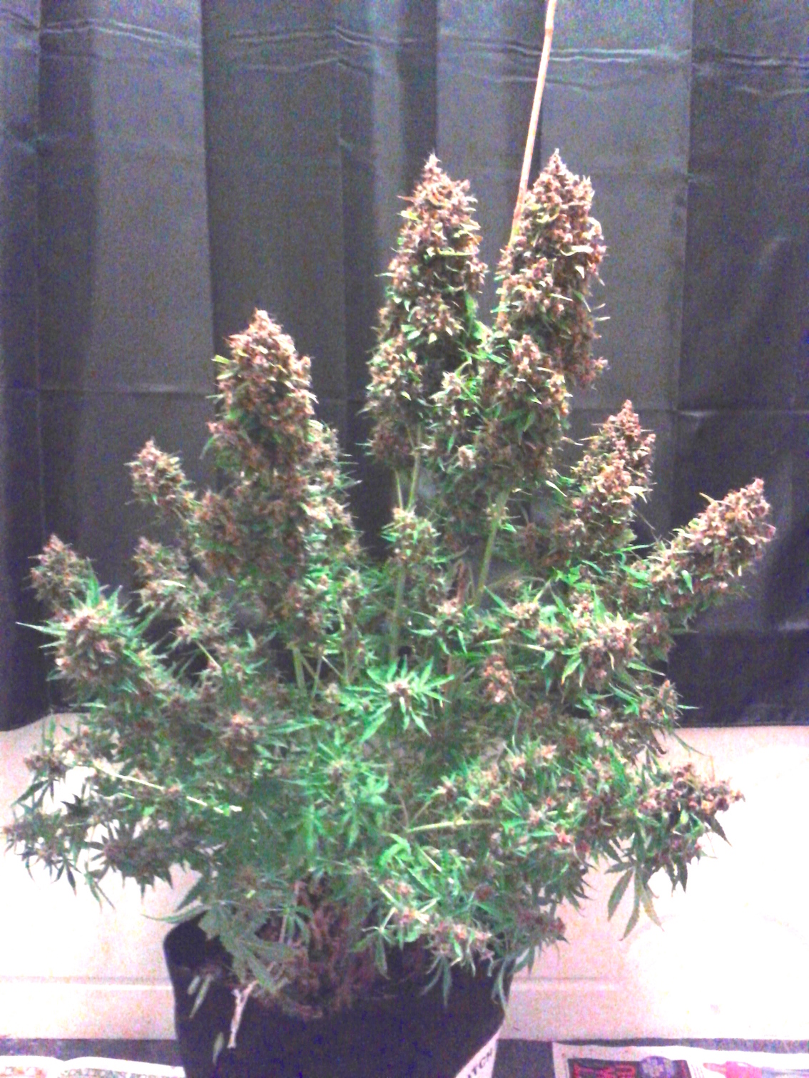 AutoBlackberry Kush cannabis review