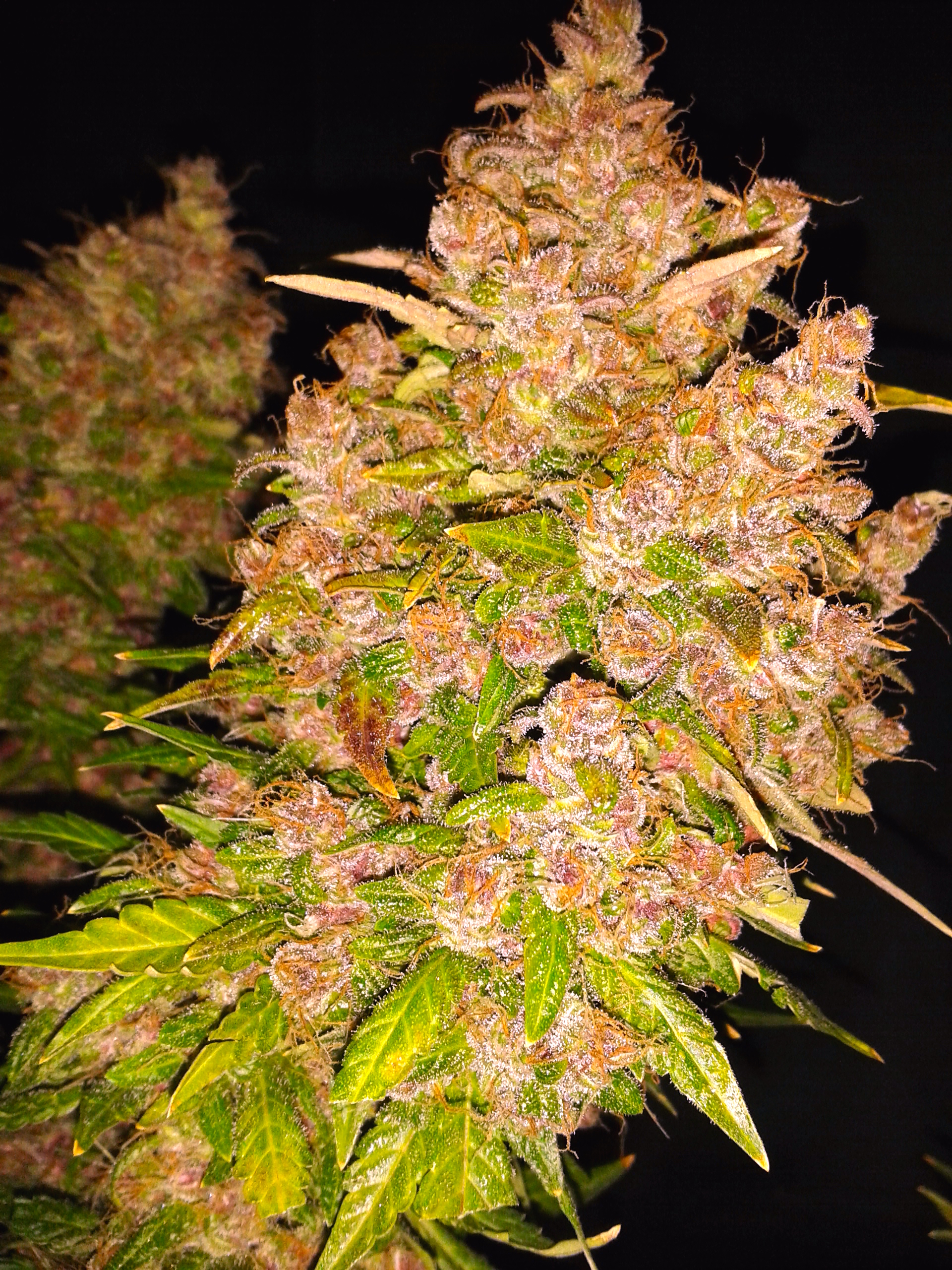 AutoBlackberry Kush cannabis review