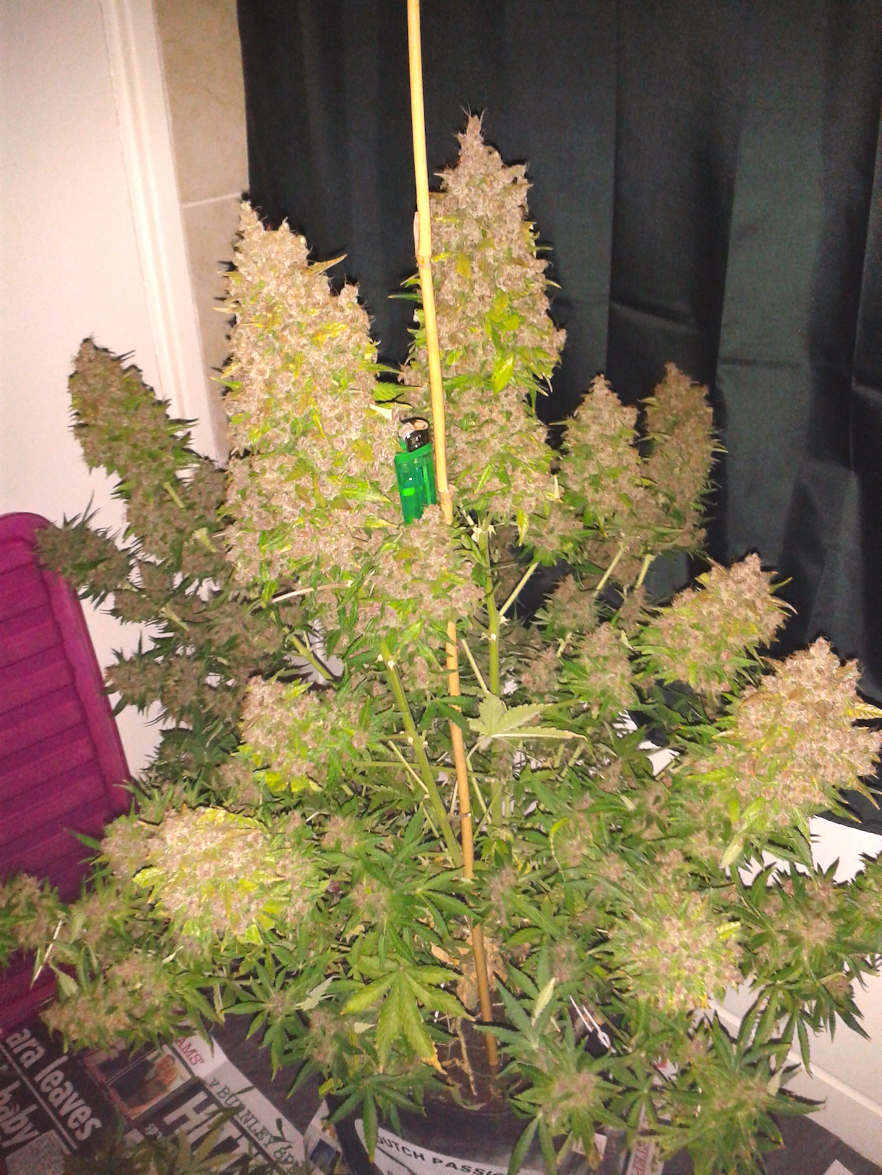 AutoBlackberry Kush cannabis review