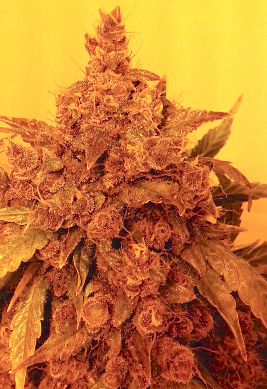 AutoBlackberry Kush cannabis review