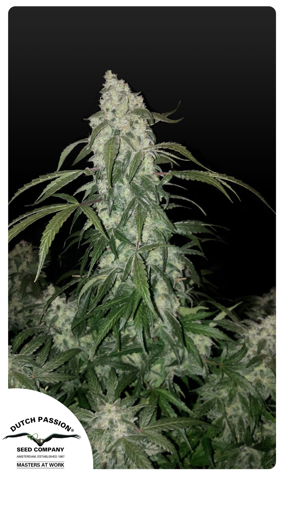 Auto Cinderella Jack plant