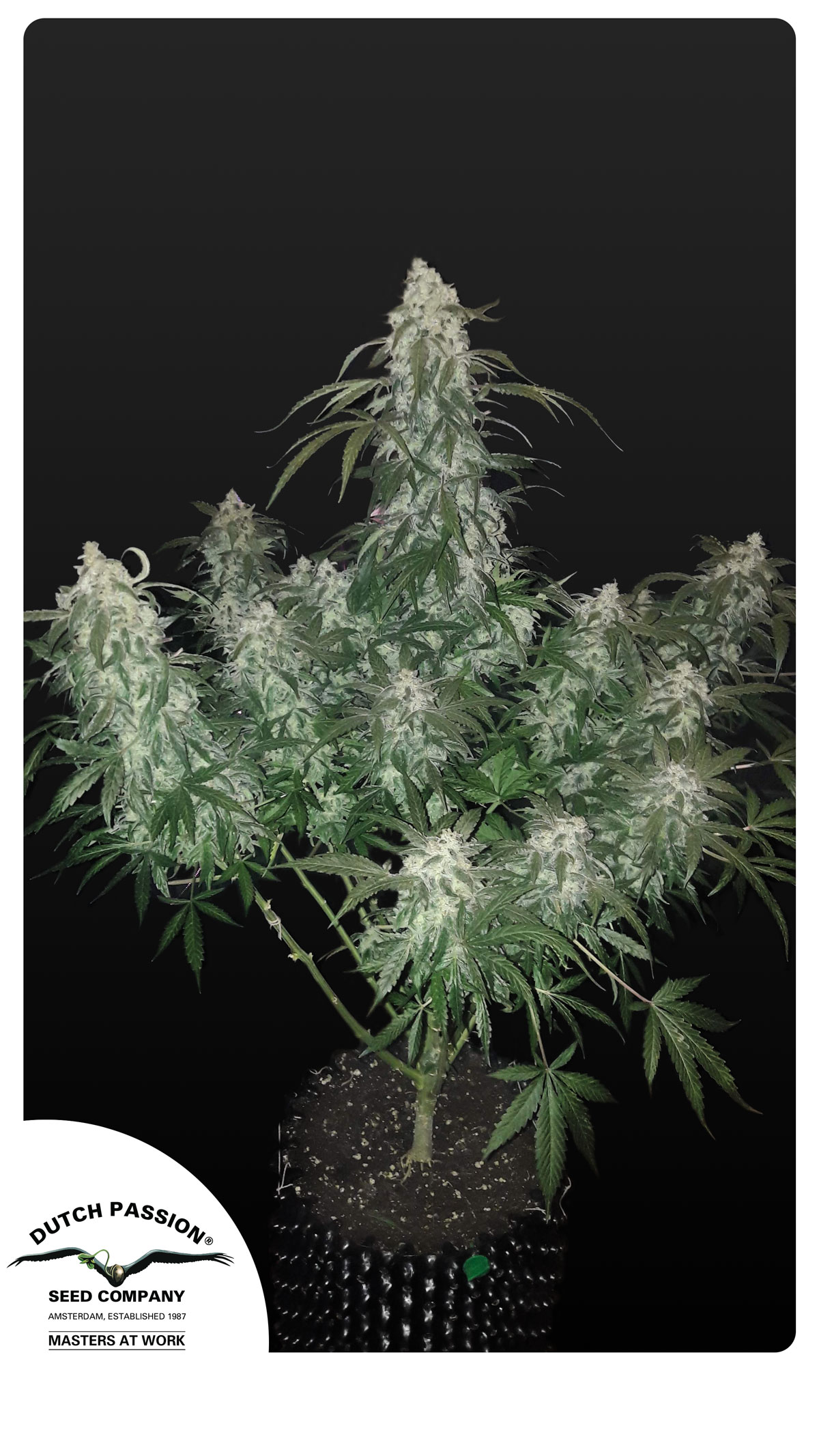 Auto Cinderella Jack plant in a pot