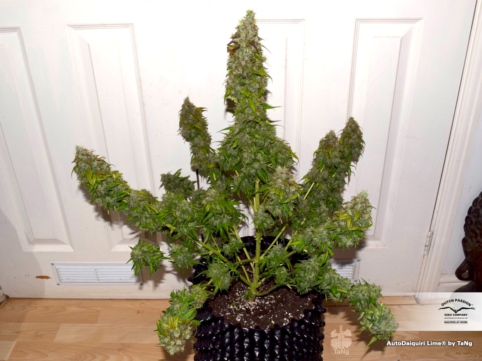  AutoDaiquiri Lime grow review