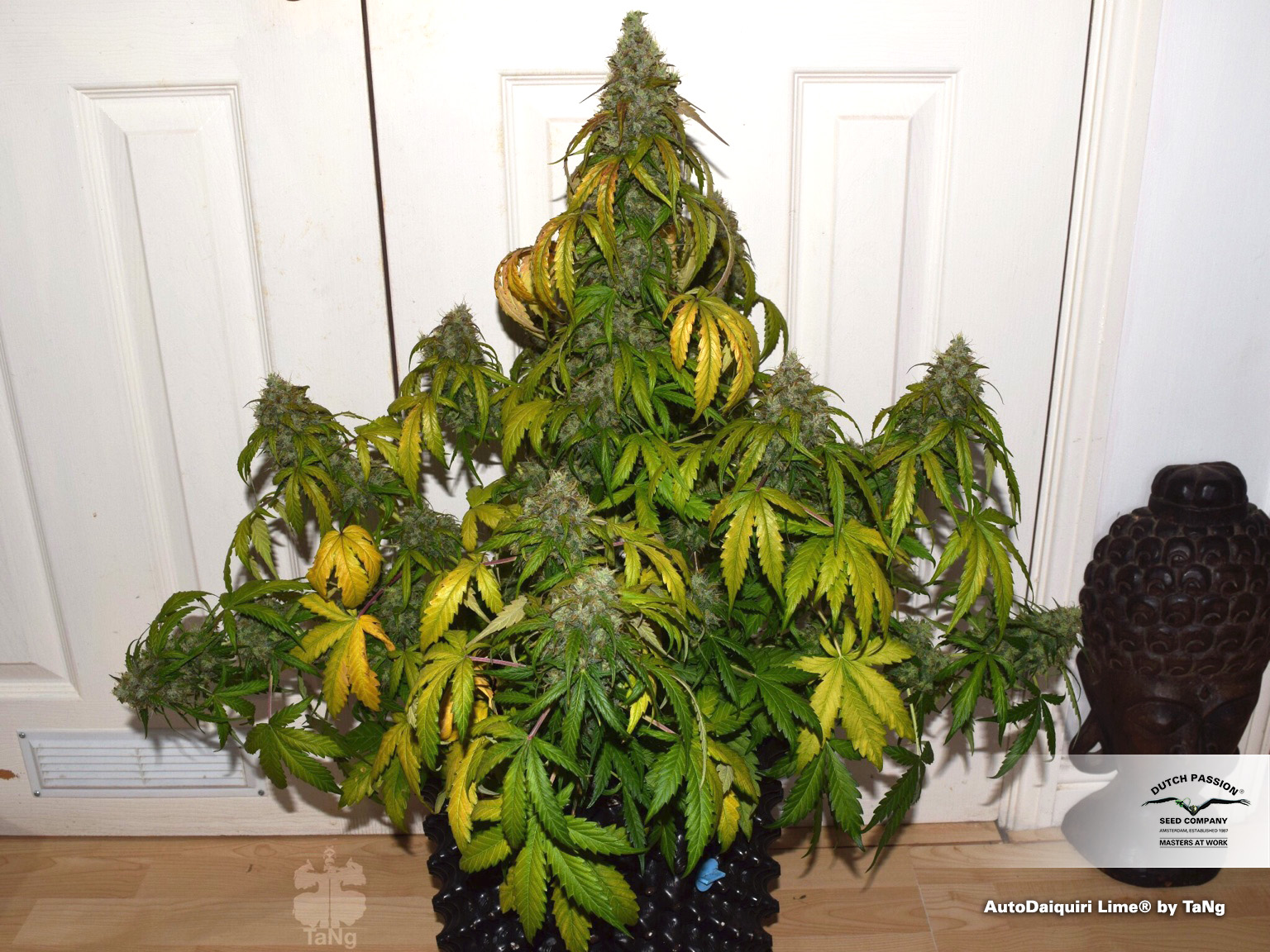  AutoDaiquiri Lime grow review