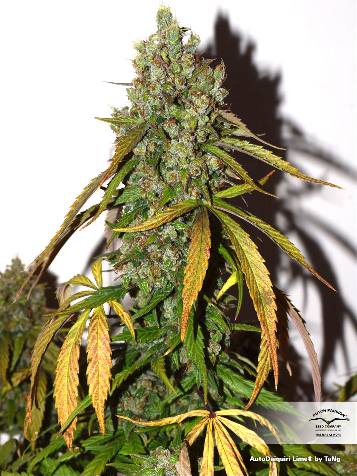  AutoDaiquiri Lime grow review