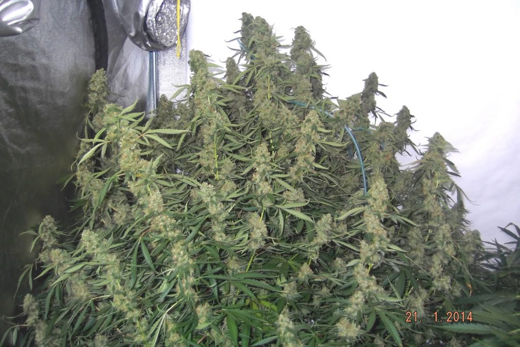 Dutch Passion AutoUltimate 1Kg Grow Review