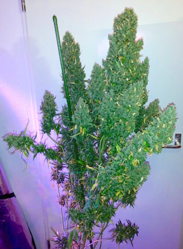  Auto Ultimate grow review