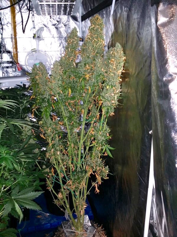  Auto Ultimate grow review