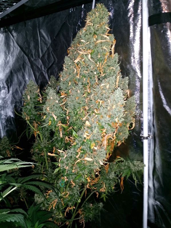  Auto Ultimate grow review