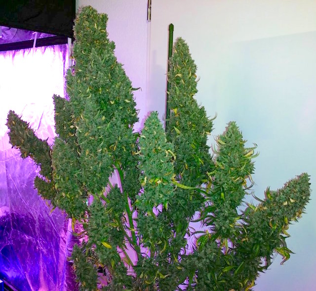  Auto Ultimate grow review