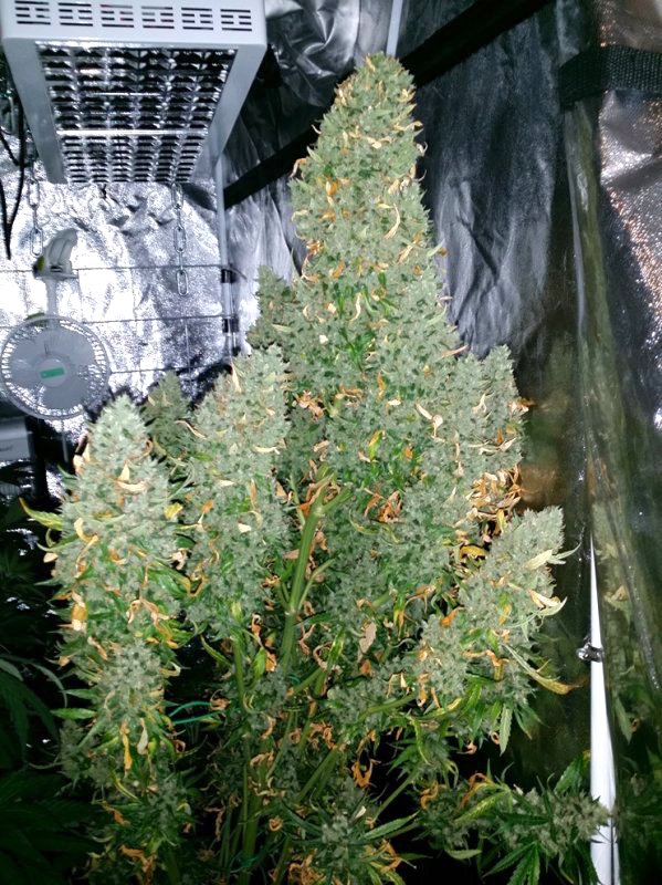  Auto Ultimate grow review