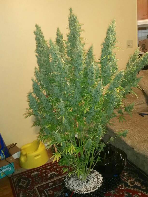  Dutch Passion’s best selling autoflower seeds