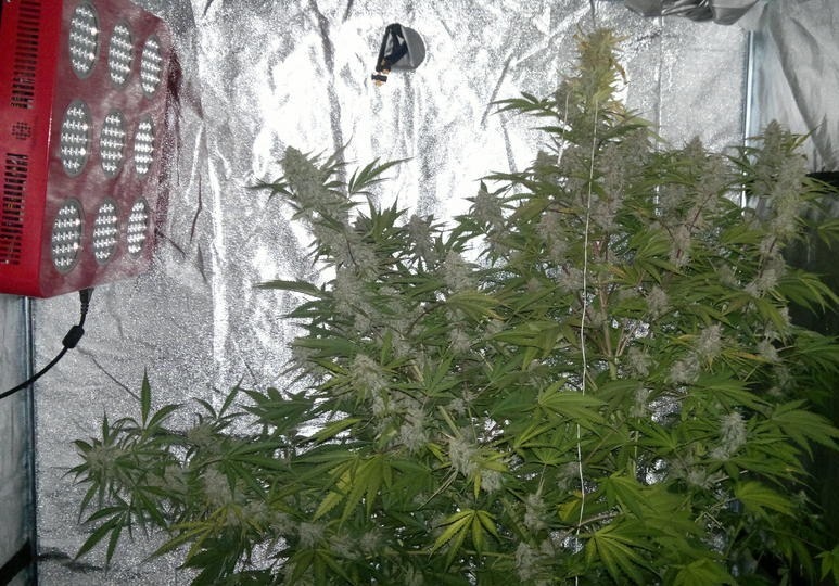 growing AutoBlueberry