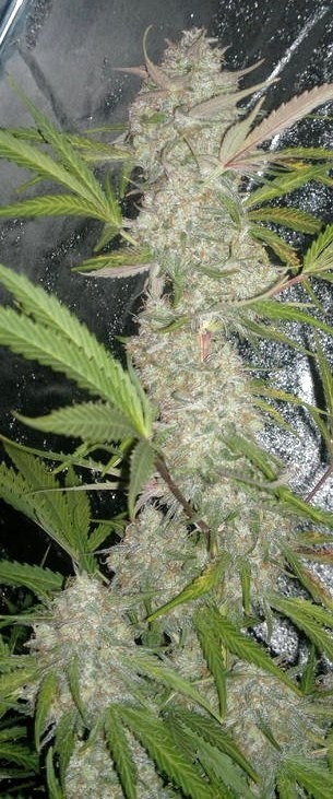 growing AutoBlueberry