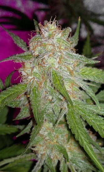 growing AutoBlueberry