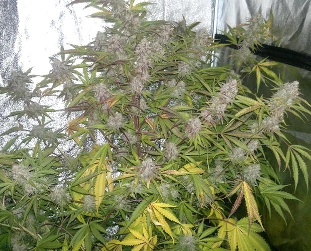 growing AutoBlueberry