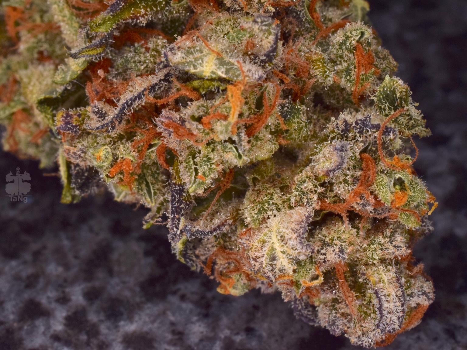 AutoColorado Cookies