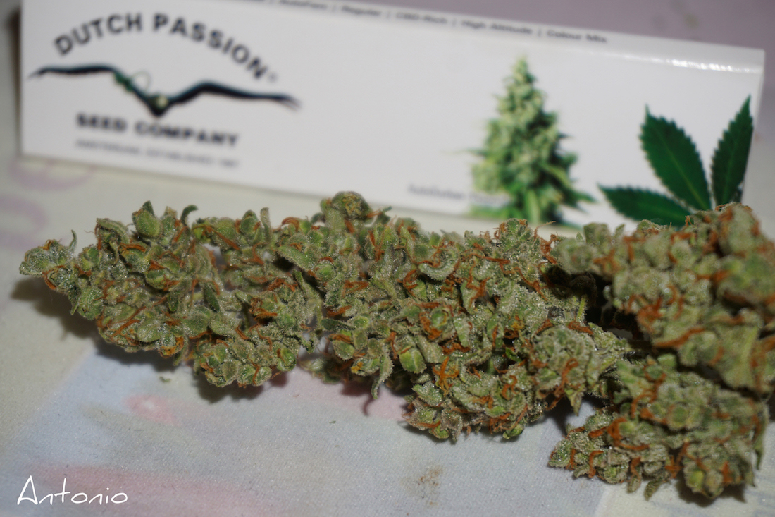 AutoXtreme  dutch passion