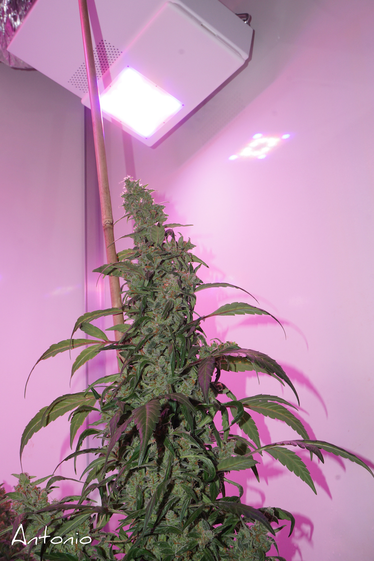 autoDurban Poison dutch passion