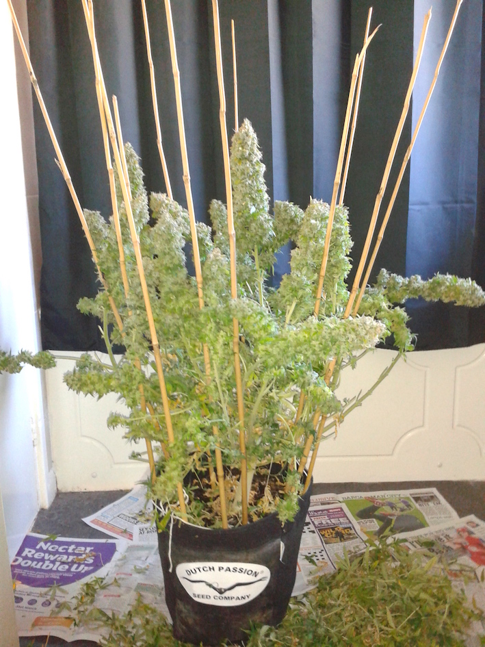 AutoEuforia home grown cannabis 