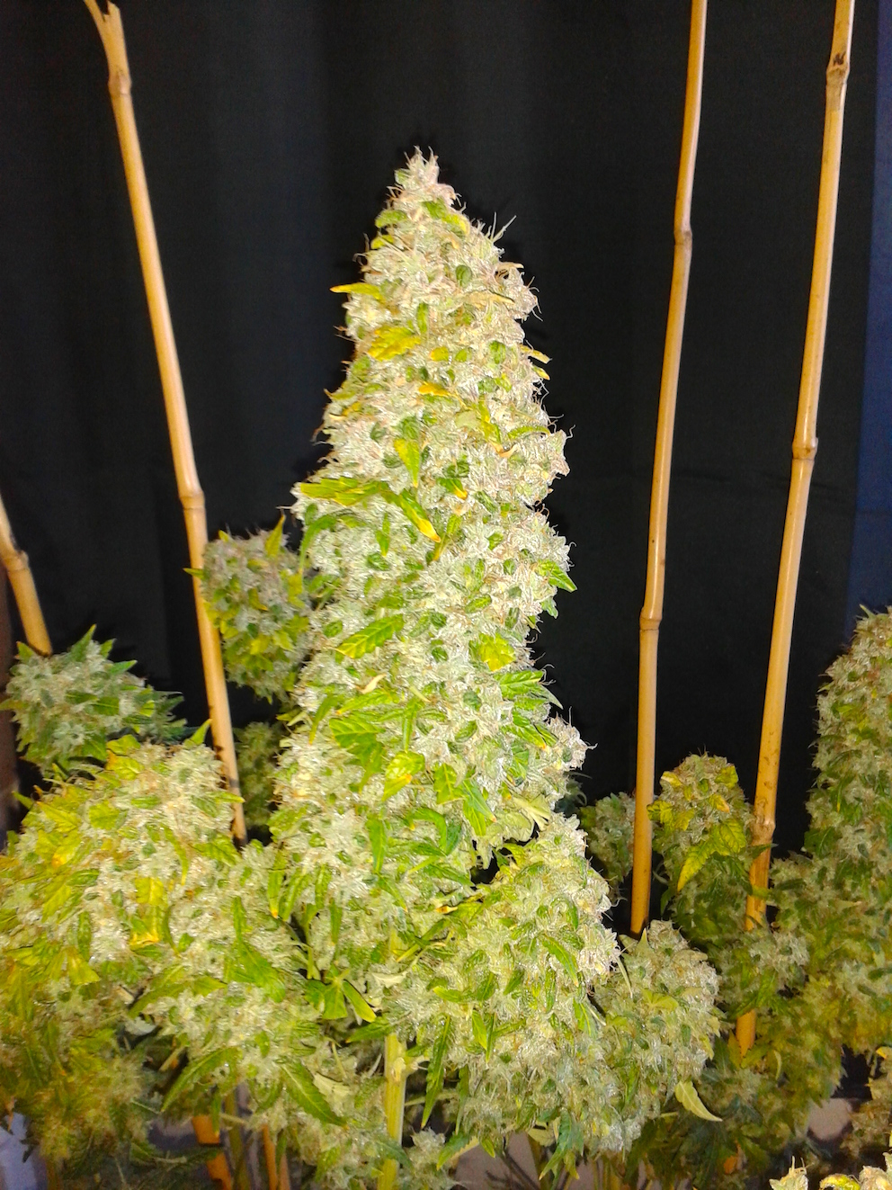 AutoEuforia home grown cannabis 