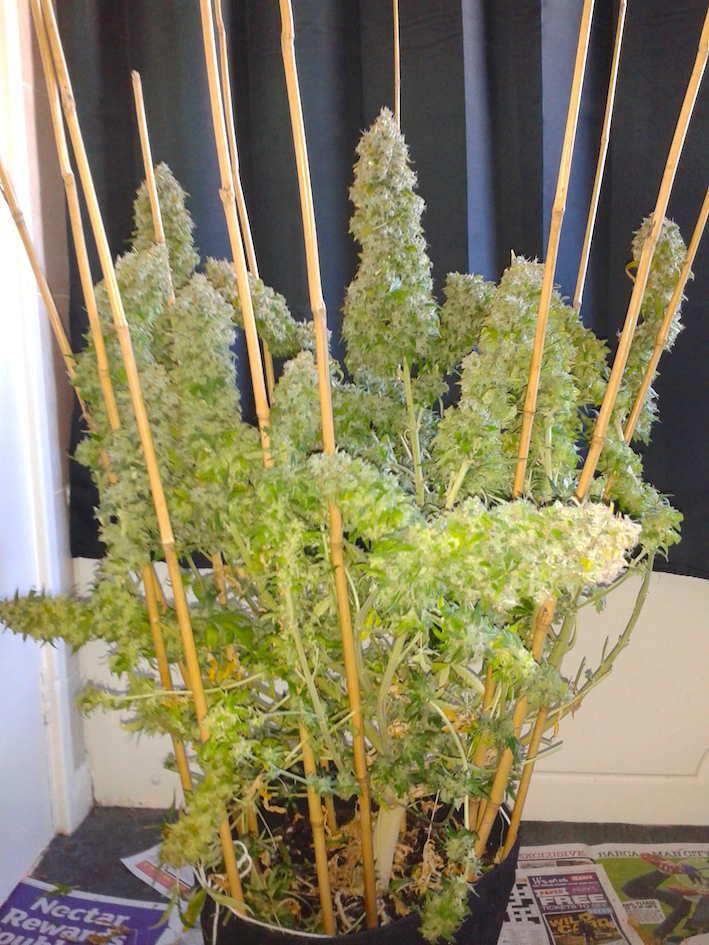 AutoEuforia home grown cannabis 