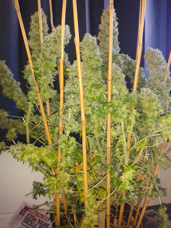AutoEuforia home grown cannabis 