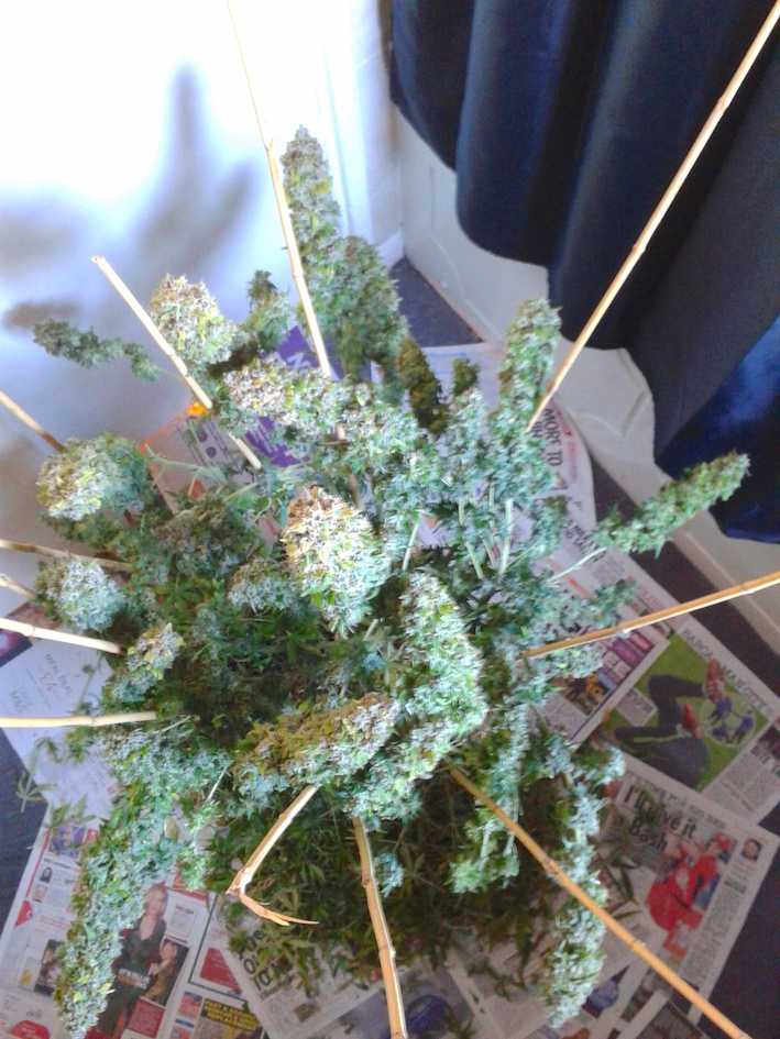  AutoEuforia home grown cannabis 