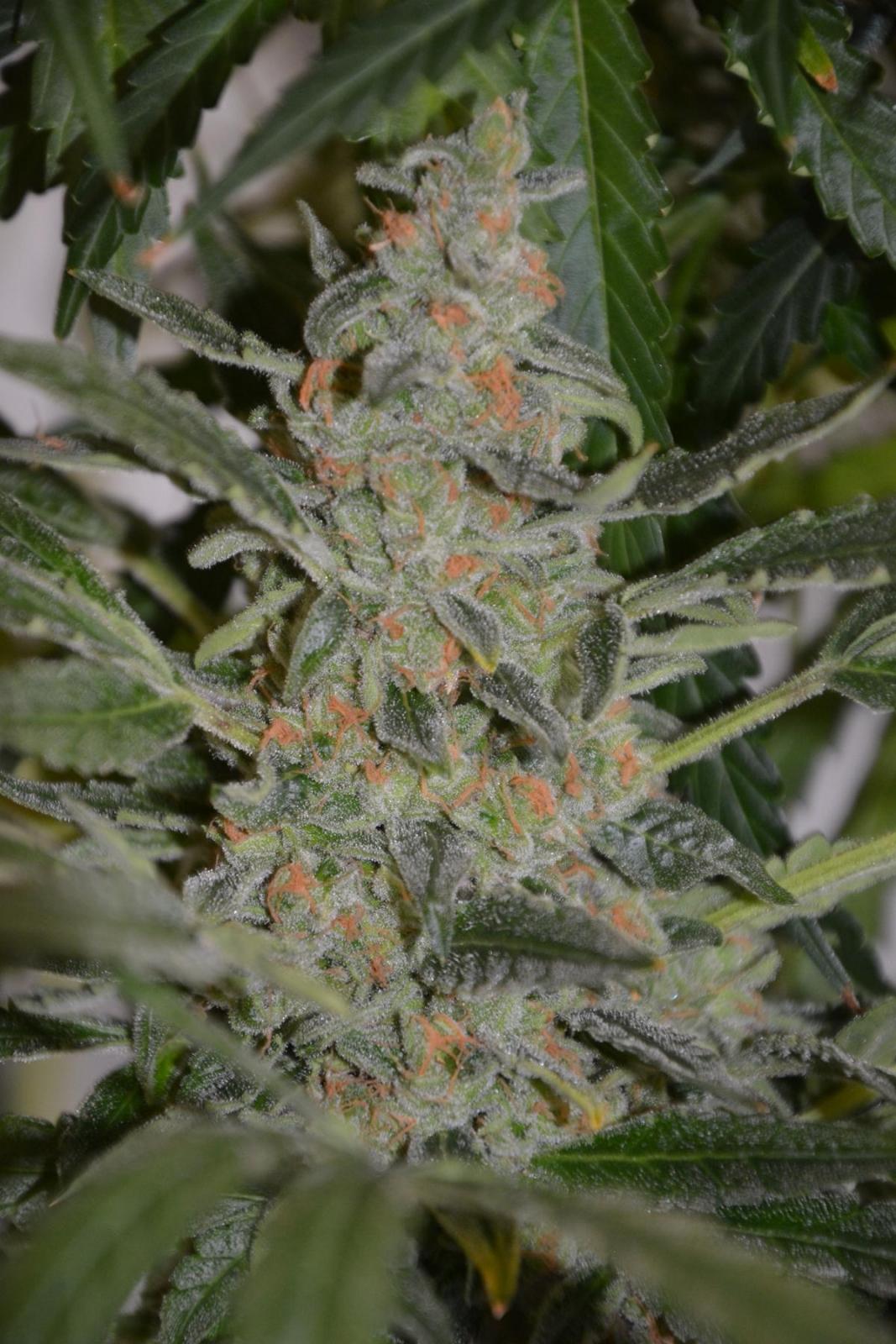 AutoUltimate heavy harvest