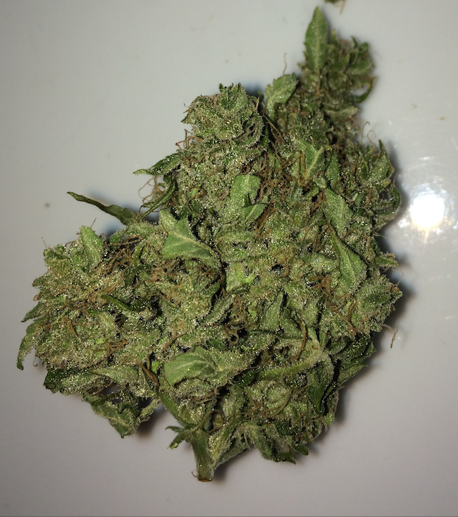 AutoUltimate bud shot