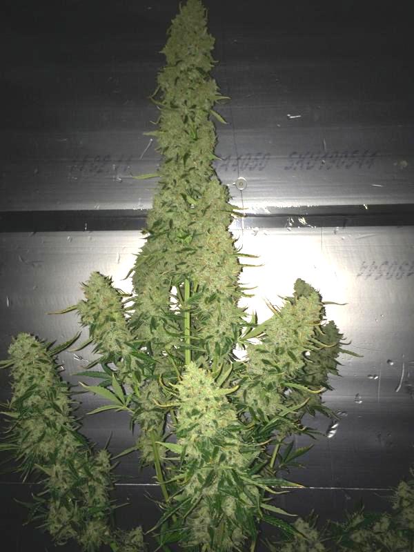 AutoUltimate heavy blooms all over