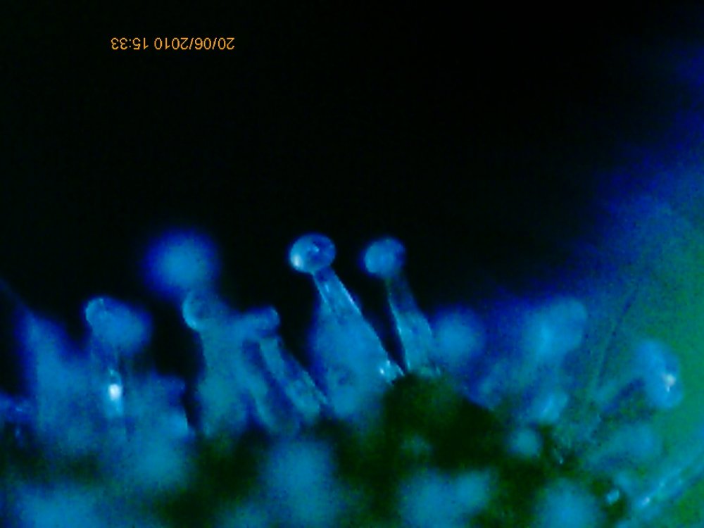 AutoUltimate heavy harvest