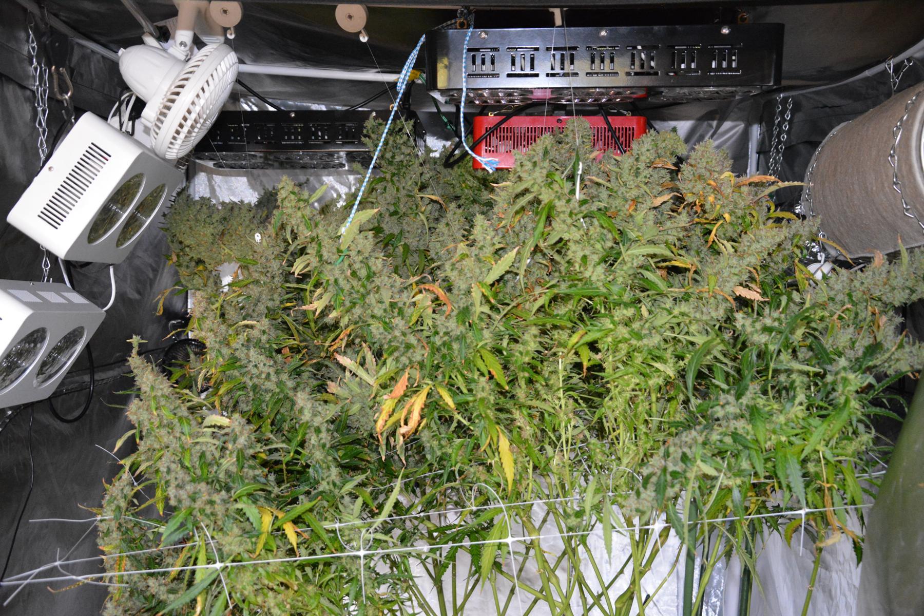  AutoUltimate heavy harvest