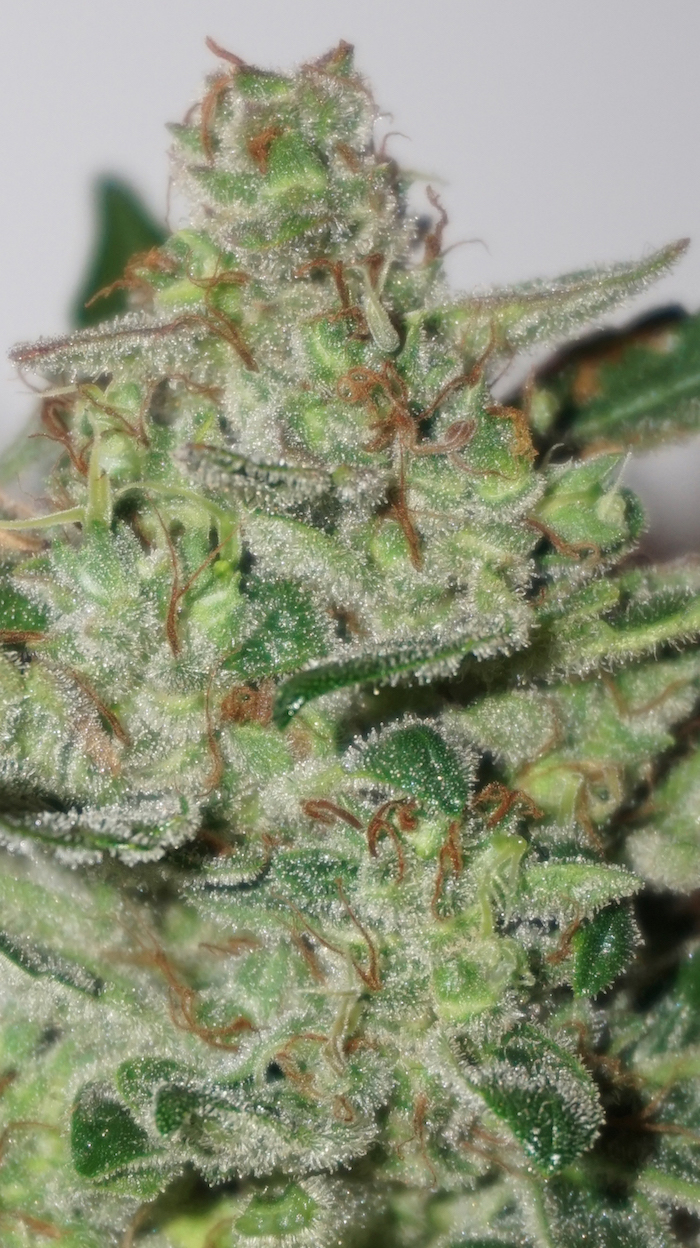 auto extreme Dutch Passion