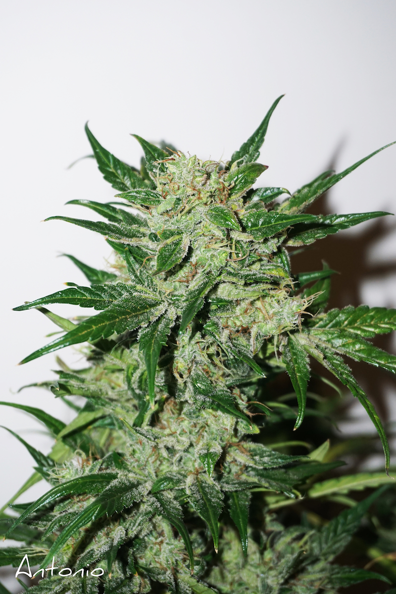 AutoXtreme dutch passion