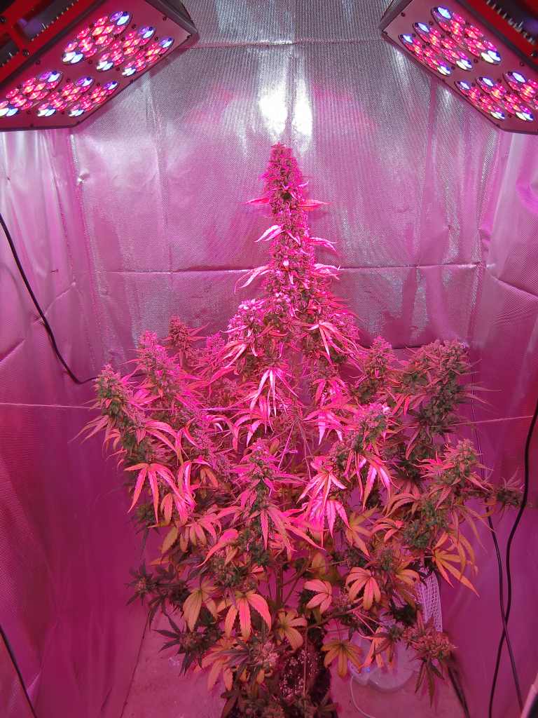 AutoXtreme under LED