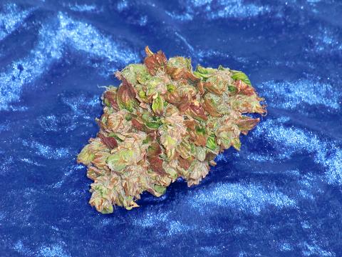 nice nug of AutoXtreme