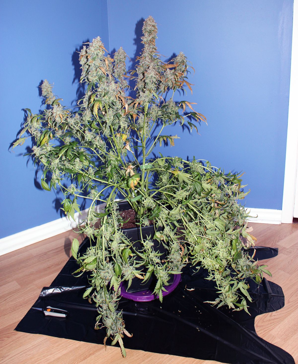 Auto Blueberry cannabis review