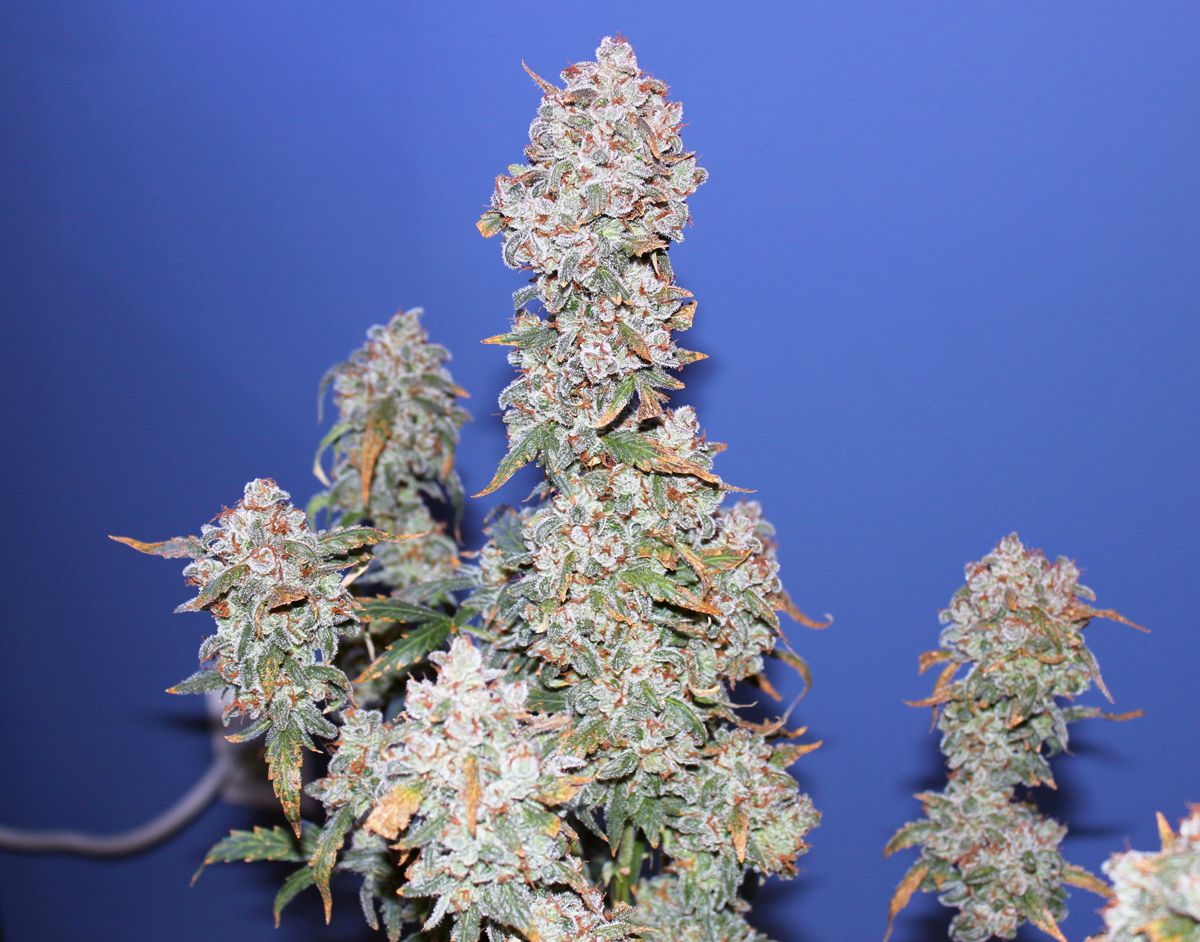 Auto Blueberry cannabis review