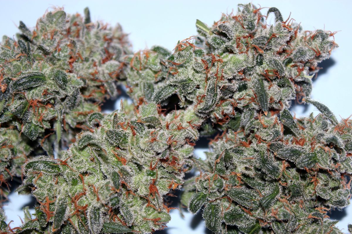 AutoBlueberry review