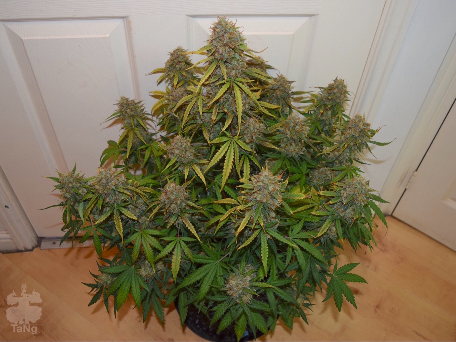 AutoBrooklyn Sunrise grow review