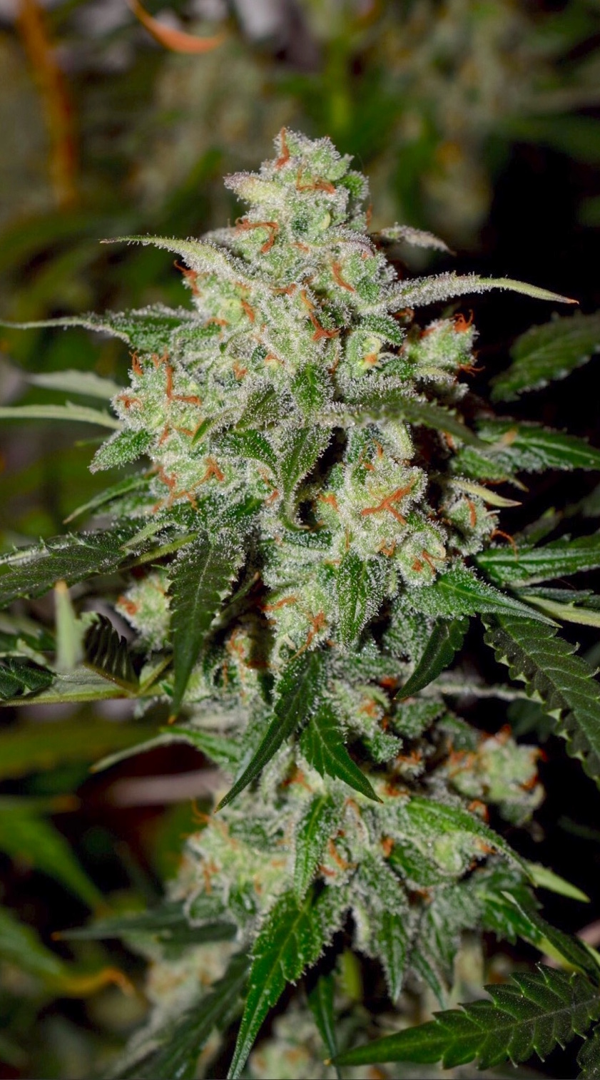 AutoColorado Cookies