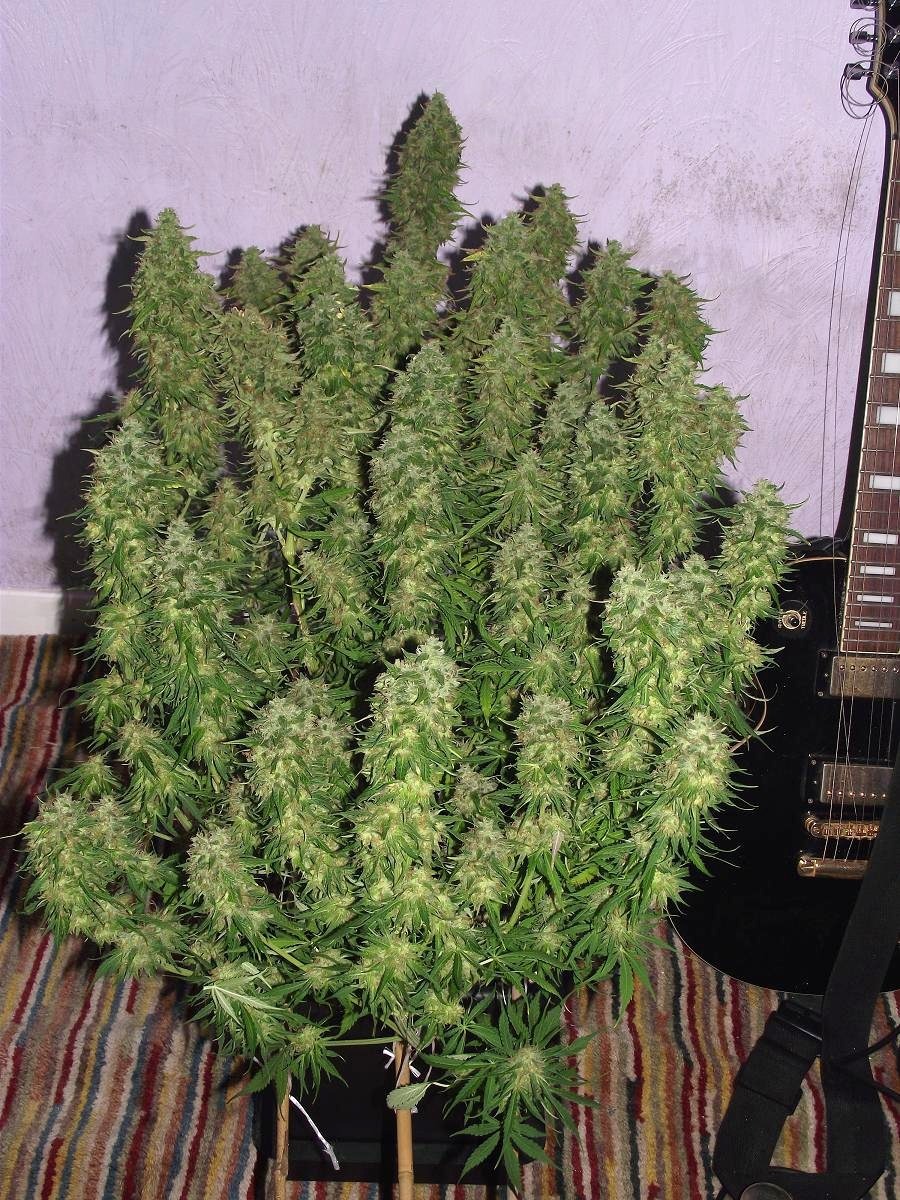 The best autos are high THC