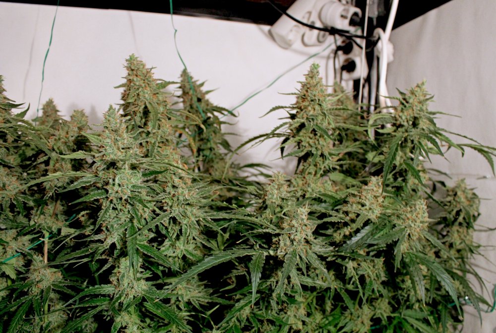  Blue AutoMazar medical grow review