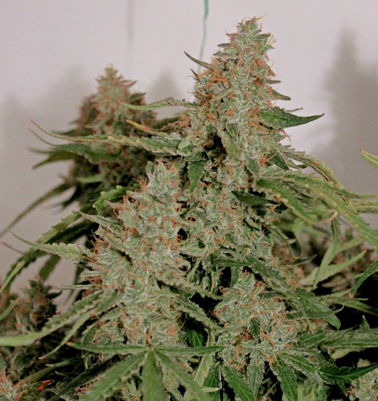  Blue AutoMazar medical grow review